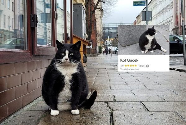 Tourist follows cat