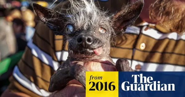 Winner of World’s Ugliest Dog Contest Wins $1500