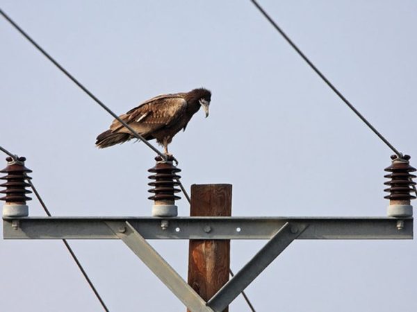 Electrocution Isn’t the Main Thing Killing Birds Along Power Lines