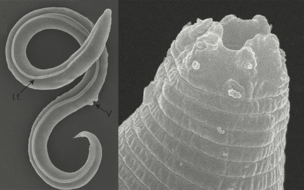 47,000-Year-Old Organisms Brought Back to Life