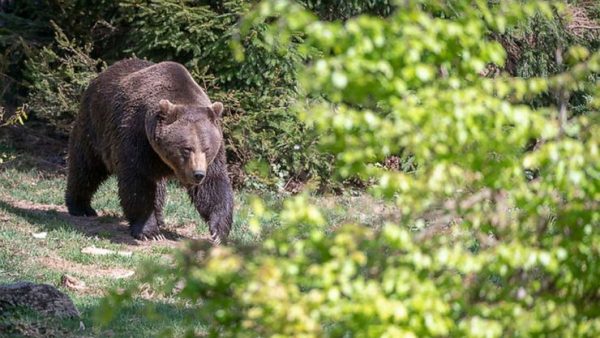 Fatal Grizzly Attack Sparks Bill Revoking Protections