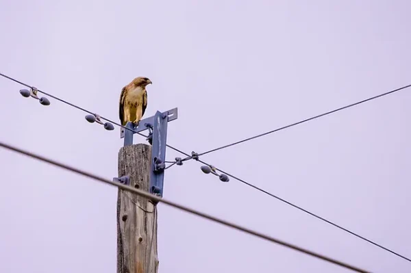 Birds are Getting Electrocuted and Shot on Power Lines