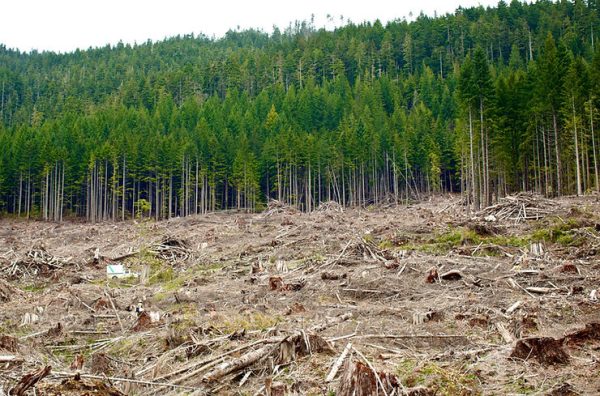 Forest Regeneration