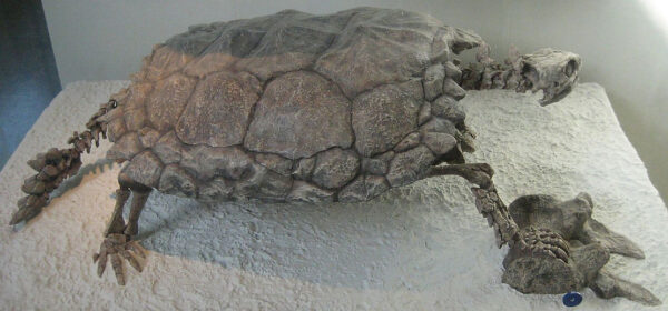 Fossils of Turtles in the Jurassic period show evolution