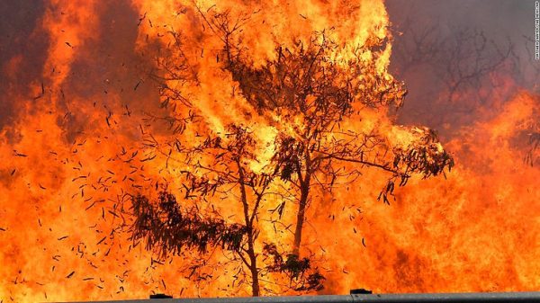 MAUI FIRES CONSUME MUCH WILDLIFE AND KILLS MANY PEOPLE