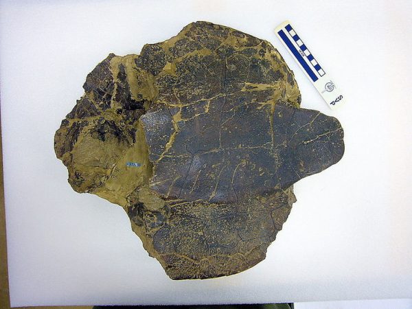 Ancient Turtle Discovery Reveals Jurassic Wonders