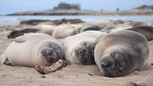 Northern elephant seals snooze only two hours a day at sea