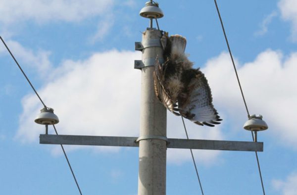 Electrocution Not The Main Cause of Bird Death on Power Lines