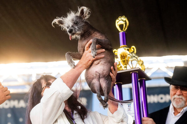 Scooter Wins 2023 World’s Ugliest Dog Contest