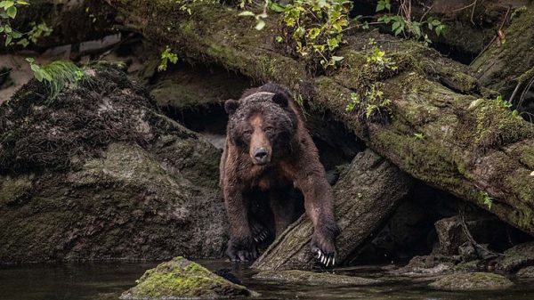 Amazing bears