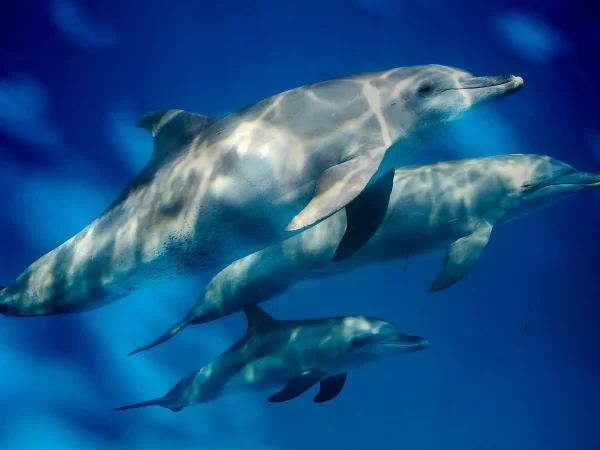 Researchers in Florida recorded 19 mother dolphins using baby talk to call their young.