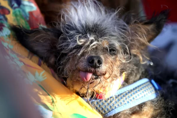 The “Ugliest Dog Contest” is a Good Thing for Dogs