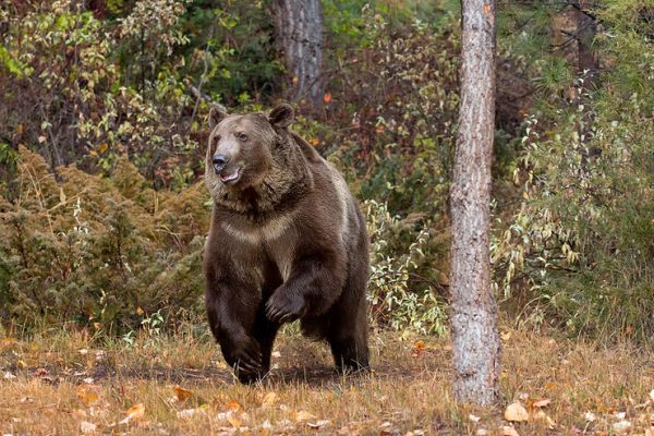 Devastating Grizzly Bear Attack Resurfaces Argument of the Protection of Grizzlies