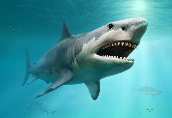 How Megalodons Ran Extinct