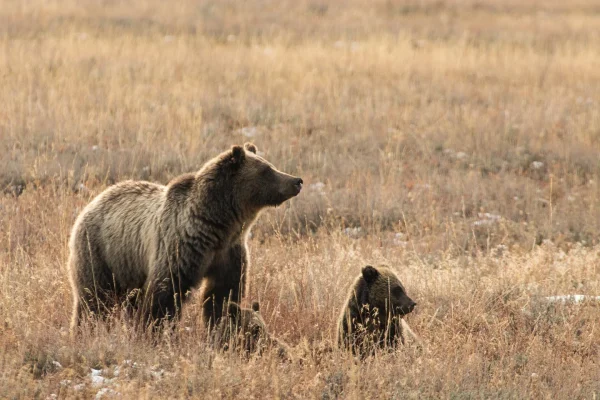 Fatal Grizzly Bear Attack Renews Debate over Overpopulation of the Species