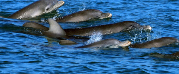 Dolphin Mothers Use High Pitched Baby Voice