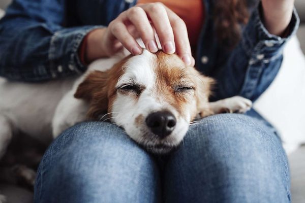 Dogs can Improve your Mood a Lot, Even with 5-20 Minutes of Interaction