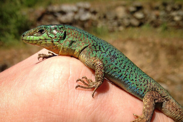 Discovering Lizard Love