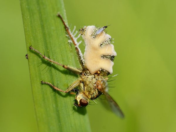 Entomophtoronra Musave, an Incredible Discovery