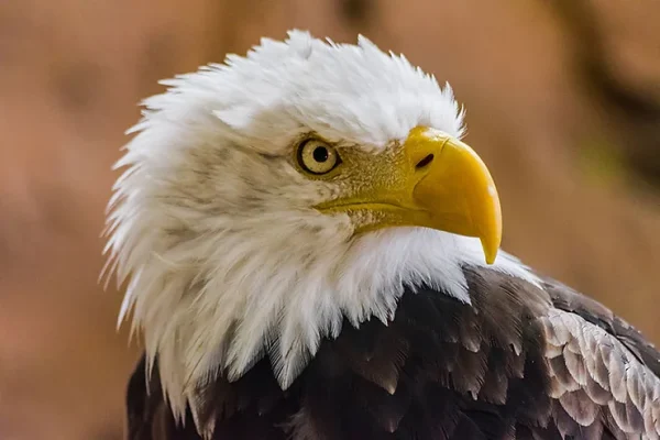 THE EAGLE IS THE NATIONAL BIRD OF US, BUT WHAT ABOUT IT?