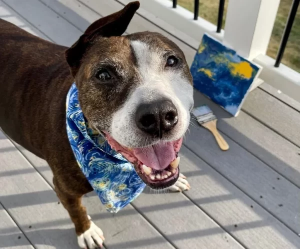 One-Eared Pooch Named Van Gogh Lives up to his Name