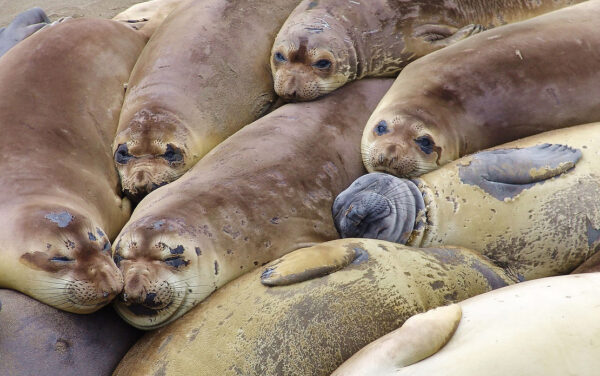 The Sleep of Northern Elephant Seals Is Mindblowing