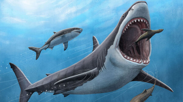 Megalodon’s Secret to Become a Mega Hunter, Being Warm Blooded