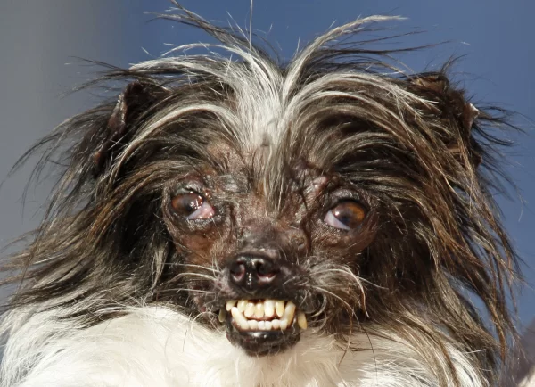 Ugliest Dog Contest