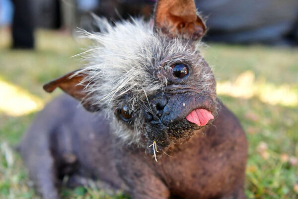 The world’s ugliest dog.