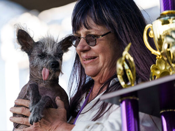 A Dog Named Scooter Has Won the World’s Ugliest Dog Competition