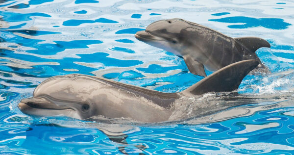 Dolphin’s Use Baby Talk