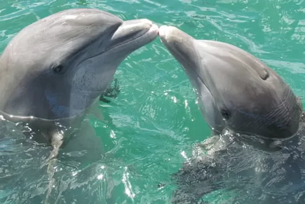 Dolphin Mothers Use ‘Baby Talk’ to Communicate With Offspring