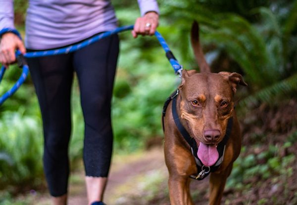 Study Finds Five Minutes with a Dog can Boost Your Happiness