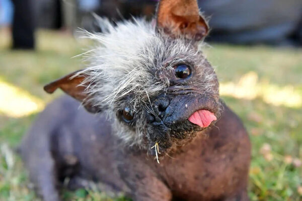 Chinese Crested Named Ugliest Dog in the World