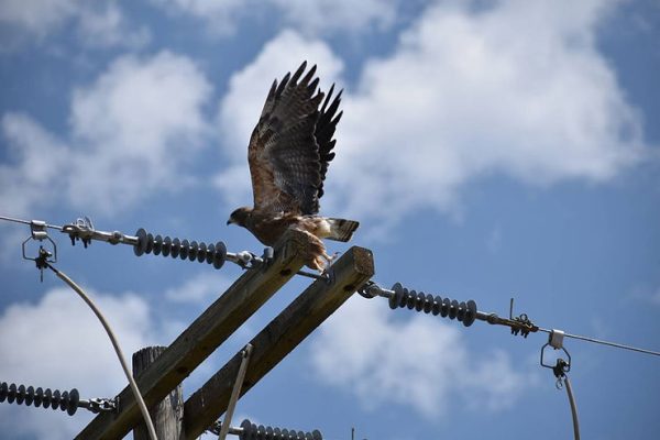 Electrocution Isn’t the Only Way  Birds  Die on Idaho Power Lines