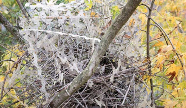 Birds Outsmarting Anti-Bird Spikes: Nest-Building Tactics in Urban Environments