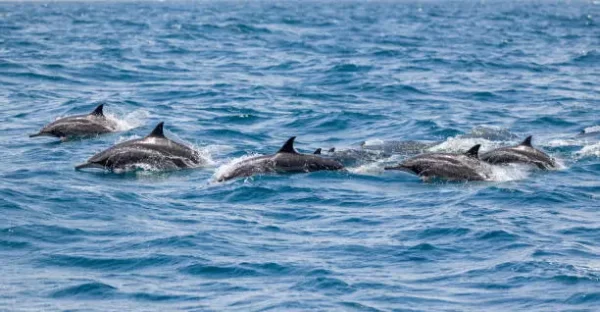 Mother Dolphin Speaks with her Baby using Baby Talk