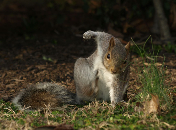 How Squirrels Are Masters of Everything