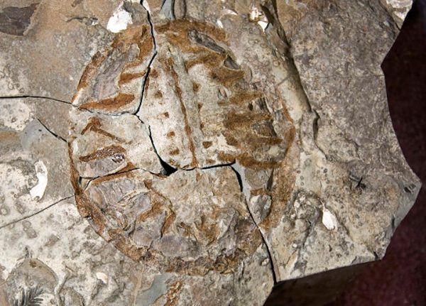 Ancient Turtle Fossil Unearthed: A Pancake-Shaped Discovery Reshaping Evolutionary History