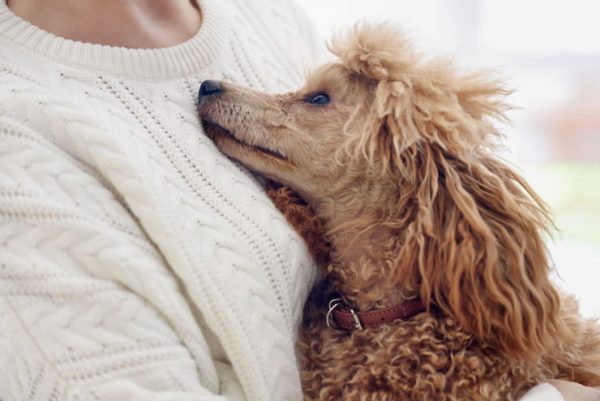 Studies Show Health Benefits from Brief Interaction with Dogs