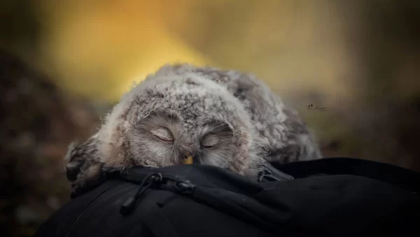 How Owls sleep