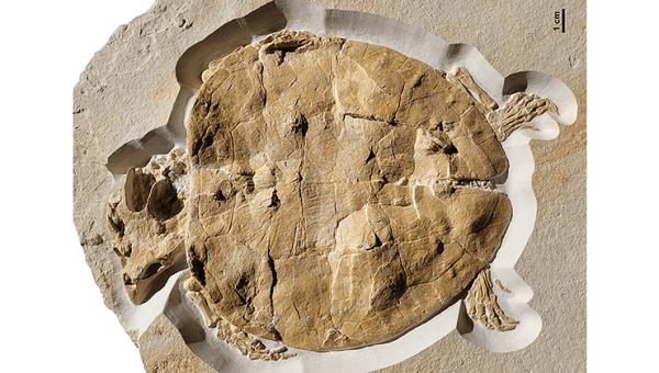 A Pancaked Turtle Fossil’s 150-Million-Year-Old Tale