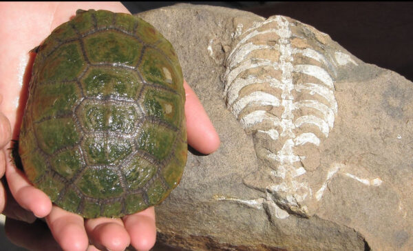 The fossil of an Old  Sea Turtle.