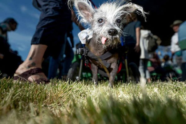 Winner of Ugliest Dog in the World Contest: Scooter