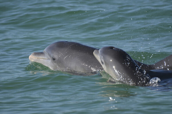 Female dolphins use baby talk to talk to young