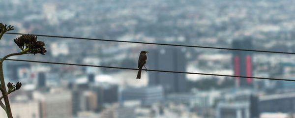 Electrocution Isn’t the Main Reason that Birds are Being Killed Along Power Lines