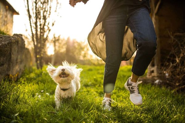 Research Shows Spending as Little as 5 Minutes with a Dog Can Make You Happier