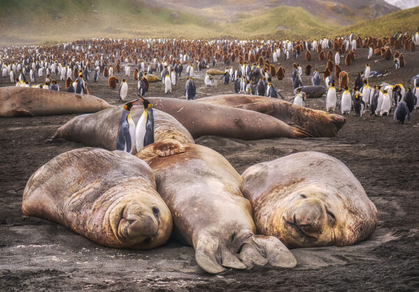 Northern Elephant Seals Sleep 2 Hours A Day During Ocean Voyages