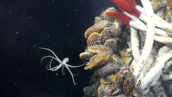 Bizzare Creatures Found Under Hydrothermal Vents