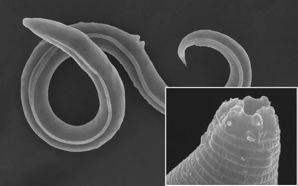 Worms Revived After 46,000 Years in Siberian Permafrost